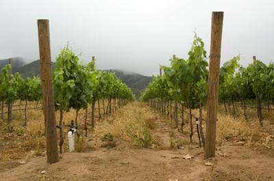 Noticias de la región vinícola en Valle de Guadalupe