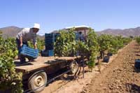 Venta de vinos en Mexico